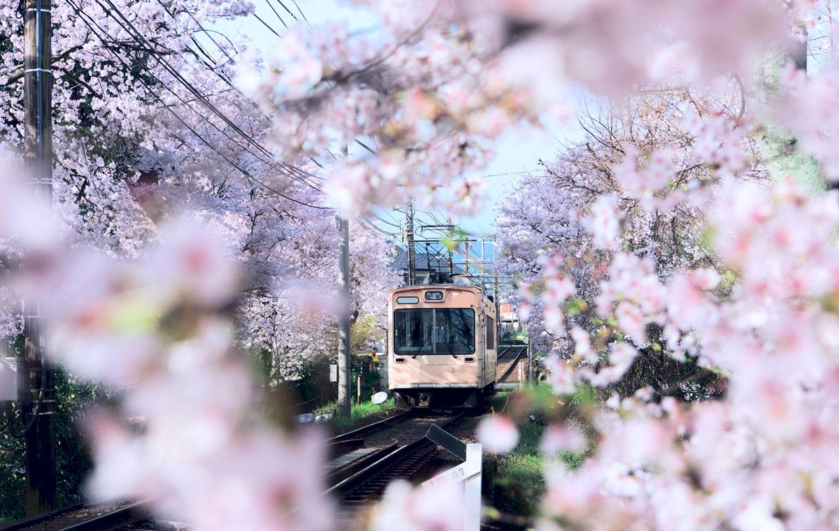K rsb rsblomning I Japan 5 Platser F r Chockrosa Upplevelser Vagabond k-rsb-rsblomning-i-japan-5-platser-f-r-chockrosa-upplevelser-vagabond
